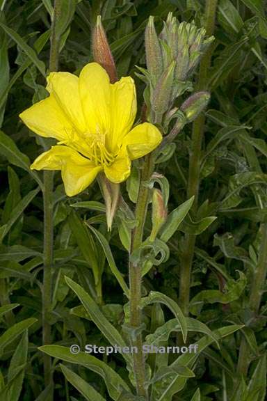 oenothera elata ssp hookeri 4 graphic